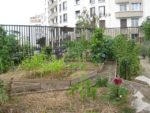 jardin_partage_le_semis_urbain_-_paris_12eme_-_photos_de_laurene_caudal_10_.jpg