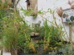 jardin_partage_le_semis_urbain_-_paris_12eme_-_photos_de_laurene_caudal_15_.jpg