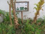 jardin_partage_le_semis_urbain_-_paris_12eme_-_photos_de_laurene_caudal_18_.jpg