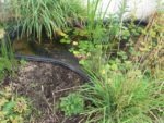 jardin_partage_le_semis_urbain_-_paris_12eme_-_photos_de_laurene_caudal_20_.jpg