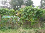 jardin_partage_le_semis_urbain_-_paris_12eme_-_photos_de_laurene_caudal_22_.jpg