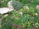 jardin_partage_le_semis_urbain_-_paris_12eme_-_photos_de_laurene_caudal_23_.jpg