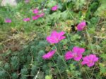 jardin_partage_le_semis_urbain_-_paris_12eme_-_photos_de_laurene_caudal_24_.jpg