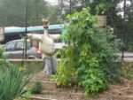 jardin_partage_le_semis_urbain_-_paris_12eme_-_photos_de_laurene_caudal_30_.jpg