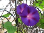 jardin_partage_le_semis_urbain_-_paris_12eme_-_photos_de_laurene_caudal_32_.jpg