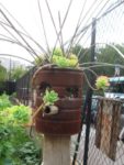 jardin_partage_le_semis_urbain_-_paris_12eme_-_photos_de_laurene_caudal_33_.jpg