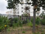 jardin_partage_le_semis_urbain_-_paris_12eme_-_photos_de_laurene_caudal_34_.jpg