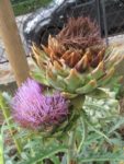 jardin_partage_le_semis_urbain_-_paris_12eme_-_photos_de_laurene_caudal_35_.jpg