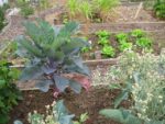 jardin_partage_le_semis_urbain_-_paris_12eme_-_photos_de_laurene_caudal_38_.jpg