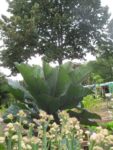 jardin_partage_le_semis_urbain_-_paris_12eme_-_photos_de_laurene_caudal_39_.jpg