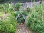 jardin_partage_le_semis_urbain_-_paris_12eme_-_photos_de_laurene_caudal_40_.jpg