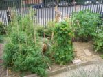 jardin_partage_le_semis_urbain_-_paris_12eme_-_photos_de_laurene_caudal_42_.jpg