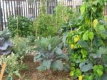 jardin_partage_le_semis_urbain_-_paris_12eme_-_photos_de_laurene_caudal_7_.jpg