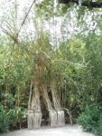 LE JARDIN BIJOU 2