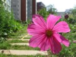 le_jardin_couleurs_et_senteurs_-_aout_2012_-_laurene_caudal_10_.jpg