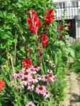 le_jardin_couleurs_et_senteurs_-_aout_2012_-_laurene_caudal_13_.jpg