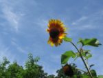 le_jardin_couleurs_et_senteurs_-_aout_2012_-_laurene_caudal_14_.jpg