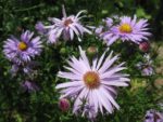 le_jardin_couleurs_et_senteurs_-_aout_2012_-_laurene_caudal_15_.jpg
