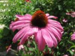 le_jardin_couleurs_et_senteurs_-_aout_2012_-_laurene_caudal_16_.jpg