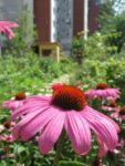 le_jardin_couleurs_et_senteurs_-_aout_2012_-_laurene_caudal_17_.jpg