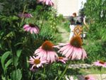 le_jardin_couleurs_et_senteurs_-_aout_2012_-_laurene_caudal_5_.jpg