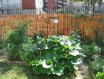 le_jardin_couleurs_et_senteurs_-_aout_2012_-_laurene_caudal_6_.jpg