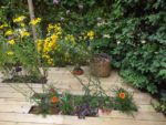 LE JARDIN DE MADAME IRMA 4