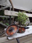 LE JARDIN DE MADAME IRMA 5