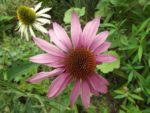 le_jardin_emporter_3_-2.jpg