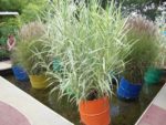 le_jardin_pixelis_1_-2.jpg