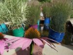 le_jardin_pixelis_2_-2.jpg