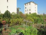 le_potager_des_lilas_-_les_lilas_-_octobre_2012_-_laurene_caudal_11_.jpg