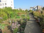 le_potager_des_lilas_-_les_lilas_-_octobre_2012_-_laurene_caudal_13_.jpg