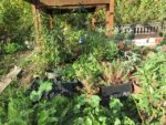 le_potager_des_lilas_-_les_lilas_-_octobre_2012_-_laurene_caudal_20_.jpg