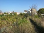 le_potager_des_lilas_-_les_lilas_-_octobre_2012_-_laurene_caudal_5_.jpg