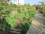 le_potager_des_lilas_-_les_lilas_-_octobre_2012_-_laurene_caudal_7_.jpg