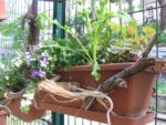 les_jardins_du_ruisseau_-_fete_de_la_nature_-_mai_2012_11_.jpg