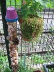 les_jardins_du_ruisseau_-_fete_de_la_nature_-_mai_2012_13_.jpg