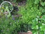 les_jardins_du_ruisseau_-_fete_de_la_nature_-_mai_2012_16_.jpg