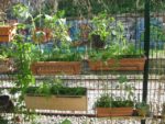 les_jardins_du_ruisseau_-_fete_de_la_nature_-_mai_2012_7_.jpg
