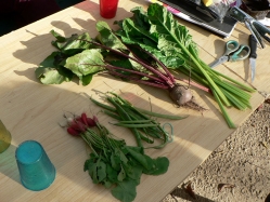 Derniers ateliers, dernières occasions de jardiner !