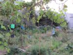ronde_des_pique-niques_au_jardin_guinguette_de_la_dhuys_-_septembre_2012_-_laurene_caudal_18_.jpg