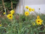 ronde_des_pique-niques_au_jardin_guinguette_de_la_dhuys_-_septembre_2012_-_laurene_caudal_4_.jpg