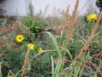 ronde_des_pique-niques_au_jardin_guinguette_de_la_dhuys_-_septembre_2012_-_laurene_caudal_5_.jpg
