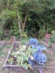 ronde_des_pique-niques_au_jardin_la_plage_arriere_-_septembre_2012_-_laurene_caudal_12_.jpg