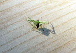 Insectes et petites bêtes du jardin