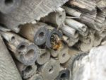 Hôtel à insectes