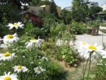 le_poireau_agile_-_fete_de_la_nature_-_21_mai_2011_-_1.jpg