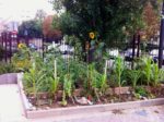 jardin_partage_elie_faure_-_photos_de_ville_en_herbes_11_.jpg