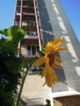 jardin_partage_elie_faure_-_photos_de_ville_en_herbes_17_-2.jpg